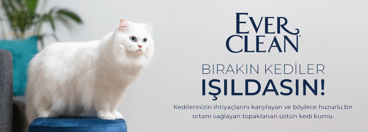 Ever Clean